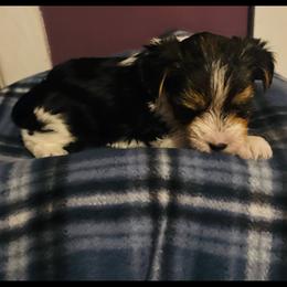 Parti boy 1 - Parti male Yorkshire Terrier puppy in Ohio from Britt n Cindys Yorkshire Terriers
