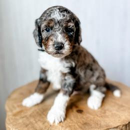Bash - Blue merle male Aussiedoodle puppy in Arlington, Washington from Doodle Love Laugh