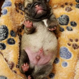Pug Puppies from Pugs on Pecan