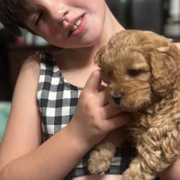 Cavapoo Puppies from Molly n Friends