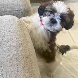 Big red - Red and white male Shih Tzu puppy in Oak Hills, California from High Desert  Shih Tzu