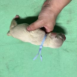 Light blue collar - White and liver brown male Dalmatian puppy in Wilson, North Carolina from New Horizonz Dalmatians