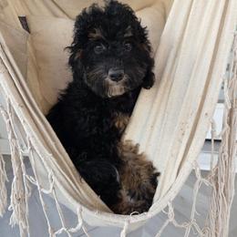 Bonnie - Tri-color female Bernedoodle puppy in North Royalton, Ohio from Johnson's Doodles