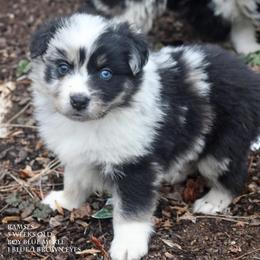 Ramses - Blue merle male Miniature Australian Shepherd puppy in Patterson, North Carolina from DreamLine Aussies