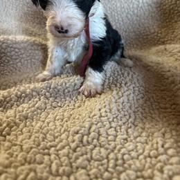 Boy 4 red collar - Black and white male Sheepadoodle puppy in Eleva, Wisconsin from Molly’s Doodles