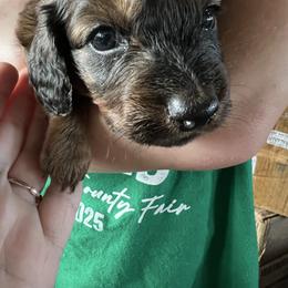 Dancer -  Chocolate Sable - Chocolate male Dachshund puppy in Garfiled, Arkansas from Iron Bear Livestock & Dachshunds