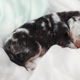 Australian Shepherd, Miniature American Shepherd, Miniature Australian Shepherd, and Toy Australian Shepherd Puppies from Painted Blue Aussies