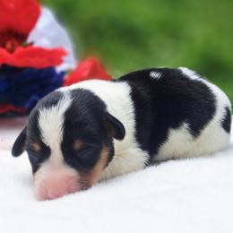 American Corgi puppies from St. Lawrence Corgis