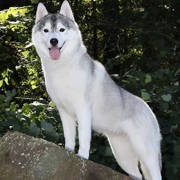 Siberian Huskies from Nikaluk Siberians