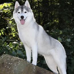 Siberian Huskies from Nikaluk Siberians