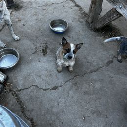 Australian Cattle Dog Puppies from Christensen Heelers