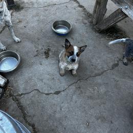 Australian Cattle Dog Puppies from Christensen Heelers