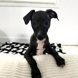 Tux - White and black male Italian Greyhound puppy in Haywood, Kentucky from Kentucky Greyhounds
