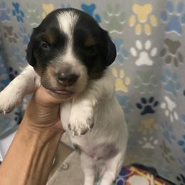 Dachshund Puppies from The Wienery