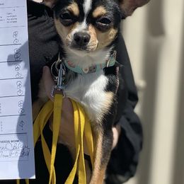 Chihuahuas from Blackfire Kennel