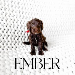 Ember - Chocolate female Goldendoodle puppy in Springville, Utah from Happy Doodle