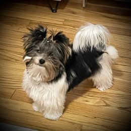 Biewer Terrier Puppies from Allure Biewer Terriers