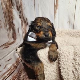 Bernedoodle Puppies from Adorable Dixie Doodles
