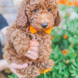 Poodle puppies from Nystrom Clan Pups