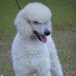 Cocker Spaniels and Poodles from Stanfield Farms