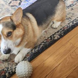 Thor - Pembroke Welsh Corgi
