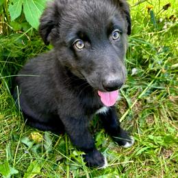 Wally - Black & white male Australian Shepherd puppy in Marshfield, Vermont from Discovery Hill Australian Shepherds