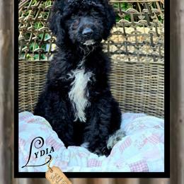 Lydia - Price 1850 - Black and white female Aussiedoodle puppy in Ennis, Texas from God’s Little Aussies