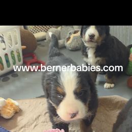 Nigel - Black rust and white male Bernese Mountain Dog puppy in Radcliffe, Iowa from Berner Babies