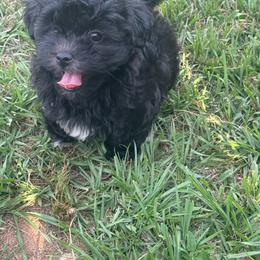Daisy - Black and white female Shihpoo puppy in Sumter, South Carolina from DWS KENNEL SERVICES