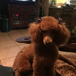 Poodles from Allison's Toy Poodles