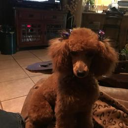 Poodles from Allison's Toy Poodles