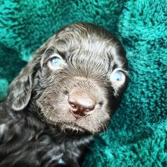 Boykin Spaniel Puppies from Drakes Creek Boykins LLC