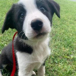 Border Collies from -W- Border Collies