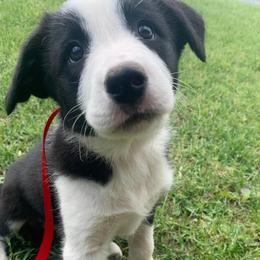 Border Collies from -W- Border Collies