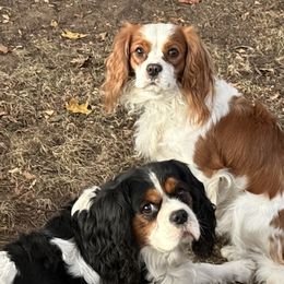 Cavalier King Charles Spaniels from Herrons King Cavaliers