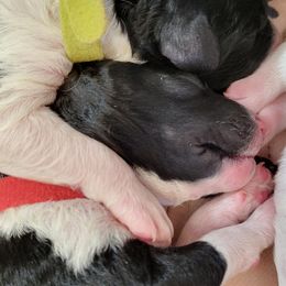 Australian Labradoodle and Labradoodle Puppies from Tyson's Farm Labradoodles