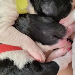 Australian Labradoodle and Labradoodle Puppies from Tyson's Farm Labradoodles