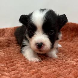 Luna (fluffy) - Brindle and white female American Corgi puppy in Waco, Texas from The Comma Corgis