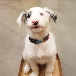 Beauceron and Border Collie Puppies from Beyond Border Collies