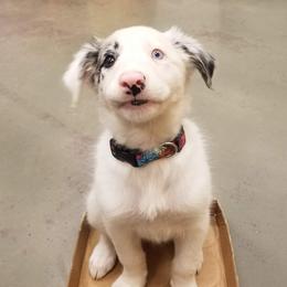 Beauceron and Border Collie Puppies from Beyond Border Collies
