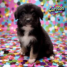 CARLTON - Black Tri Male - Black tri-color male Australian Shepherd puppy in Gainesville, Texas from Lady Luck Aussies