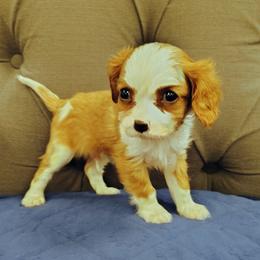 Toast - Blenheim male Cavalier King Charles Spaniel puppy in Rockville, Maryland from Skais the Limit Cavaliers
