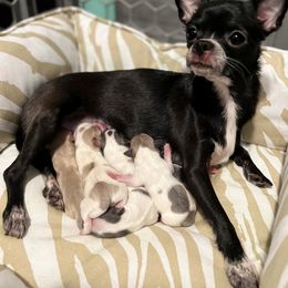 Chihuahua Puppies from Marquez Chihuahuas