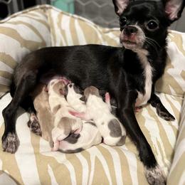 Chihuahua Puppies from Marquez Chihuahuas