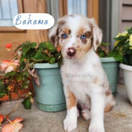Bahama - Red merle male Australian Shepherd puppy in Pittsville, Wisconsin from Match Dot Pup
