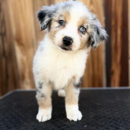 Cheyenne - Blue merle female Miniature American Shepherd puppy in Snyder, Texas from RLA Miniature American Shepherds