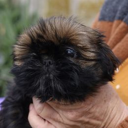 Shih Tzu Puppies from Sweetbriar Shih Tzu