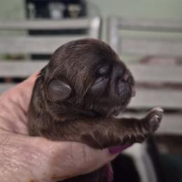 Zuri - Chocolate female Shih Tzu puppy in Green Valley Lake, California from All American Shih Tzu Puppies