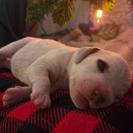 Braque du Bourbonnais Puppies from Steady Wind Braque du Bourbonnais Pointers
