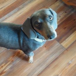 Summer - Dachshund